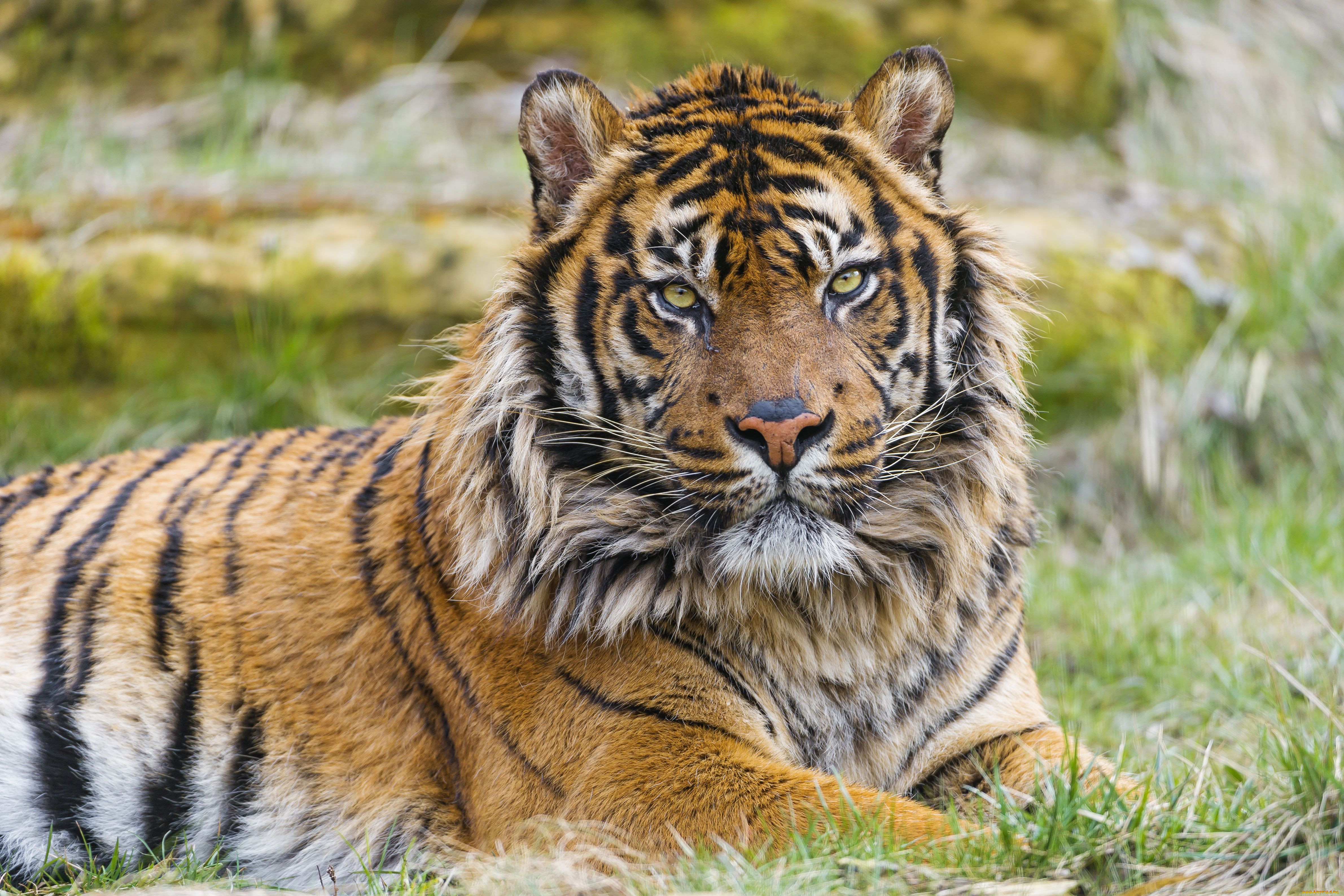 Tigr. Суматранский тигр. Суматранский тигр в дикой природе. Суматранский тигр фото. Суматранского тигр Тигренок.